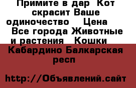 Примите в дар. Кот скрасит Ваше одиночество. › Цена ­ 0 - Все города Животные и растения » Кошки   . Кабардино-Балкарская респ.